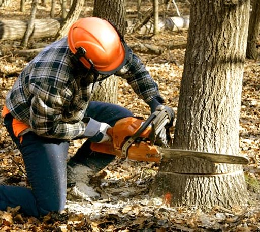 Tree Removal in Oakland, ME